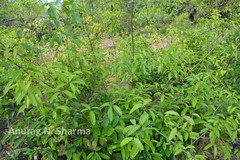 Loeseneriella arnottiana